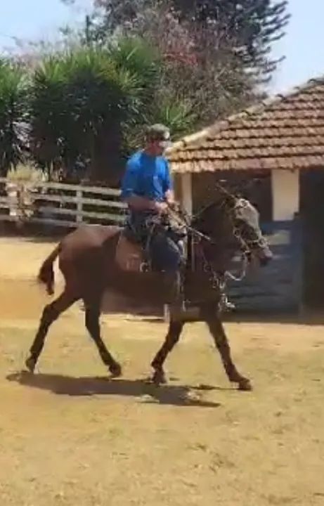 Mula para venda - Foto 3