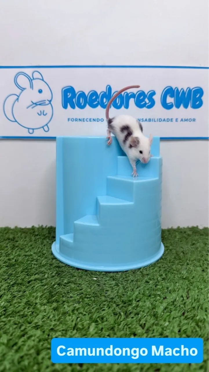 Camundongos várias cores (Roedores CWB)  - Foto 5