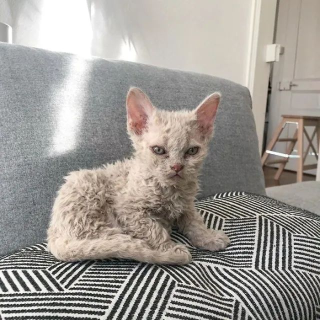 Selkirk Rex Filhote na Cor Cinza - Foto 2