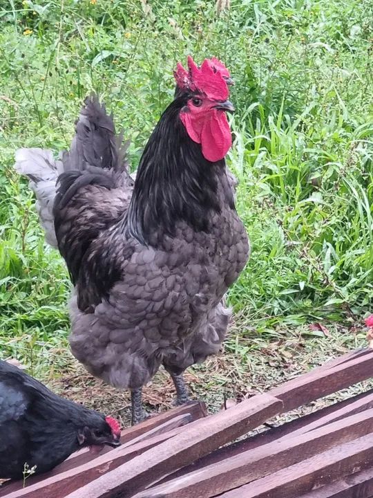 Galos Gigante de Jersey Azul e Negro - Foto 2