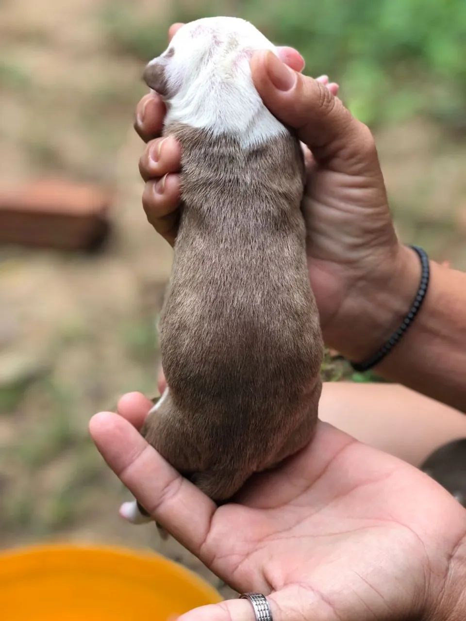 Filhote Pitbull Recém Nascido - Disponível para Reserva - Foto 3