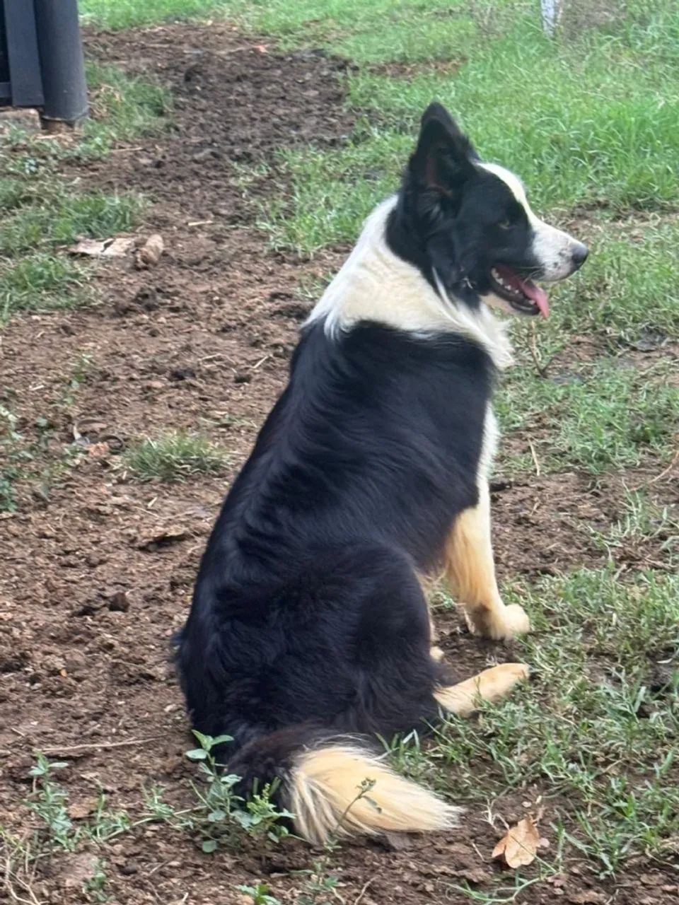 Filhote Border Collie - Foto 5
