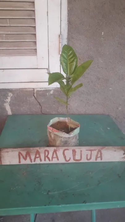 Muda Maracujá Mamão Papaya Capixaba Pimenta Pimentão Raquel F1 Sob Encomenda