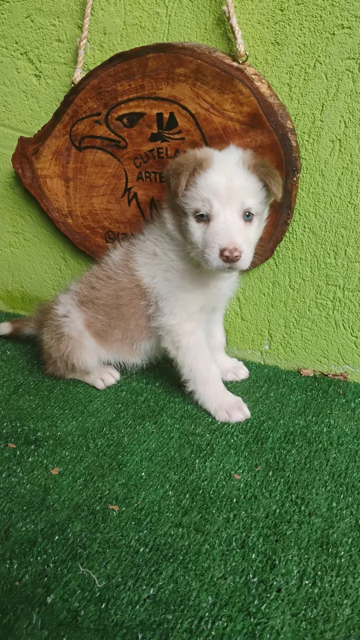 Lindo Filhote Border Collie