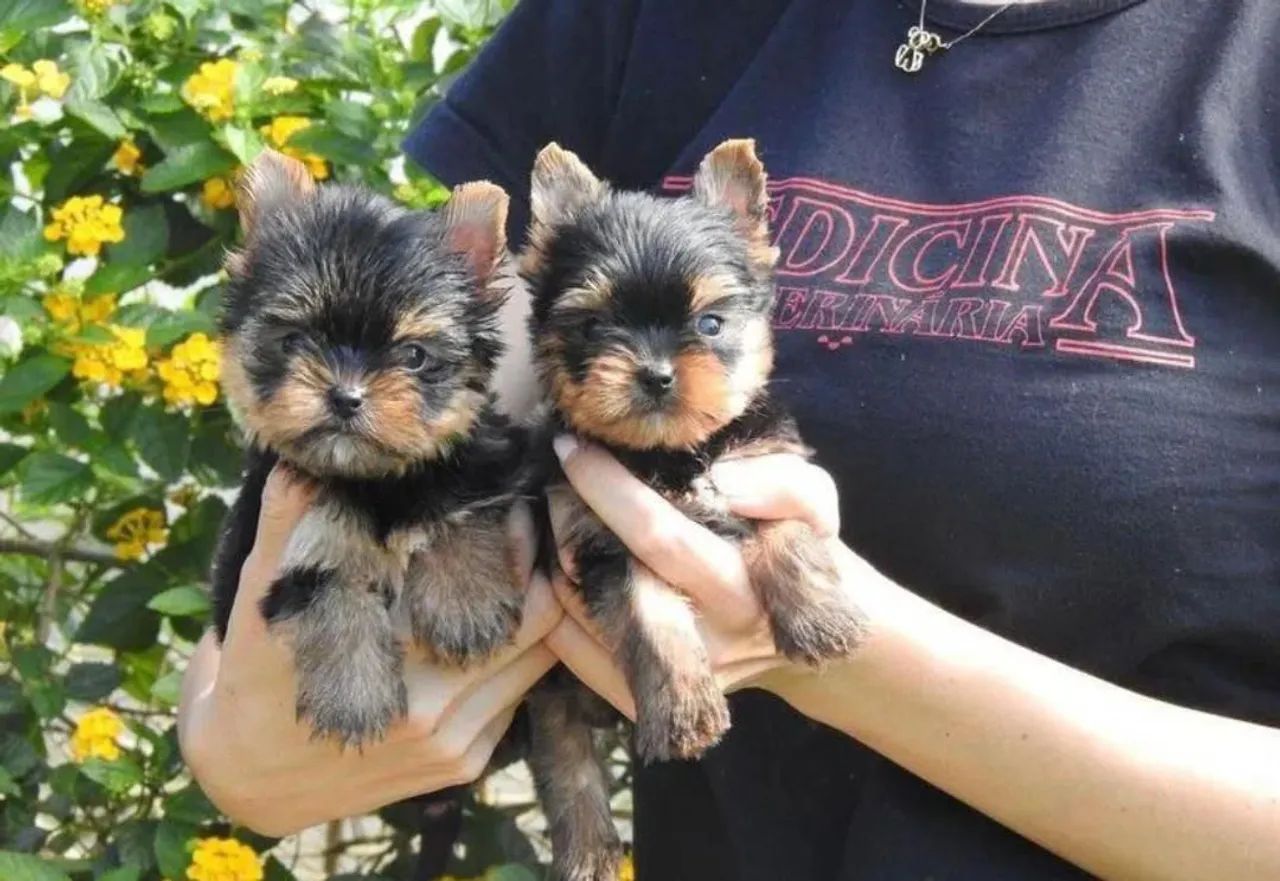 Filhotes Yorkshire Terrier  - Foto 5