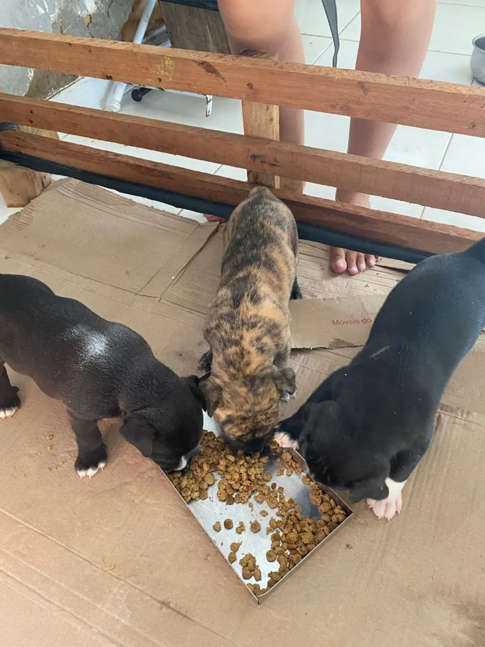 Filhote de American Bully 1 Mês