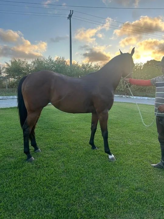 Potra Quarto de Milha - Foto 6