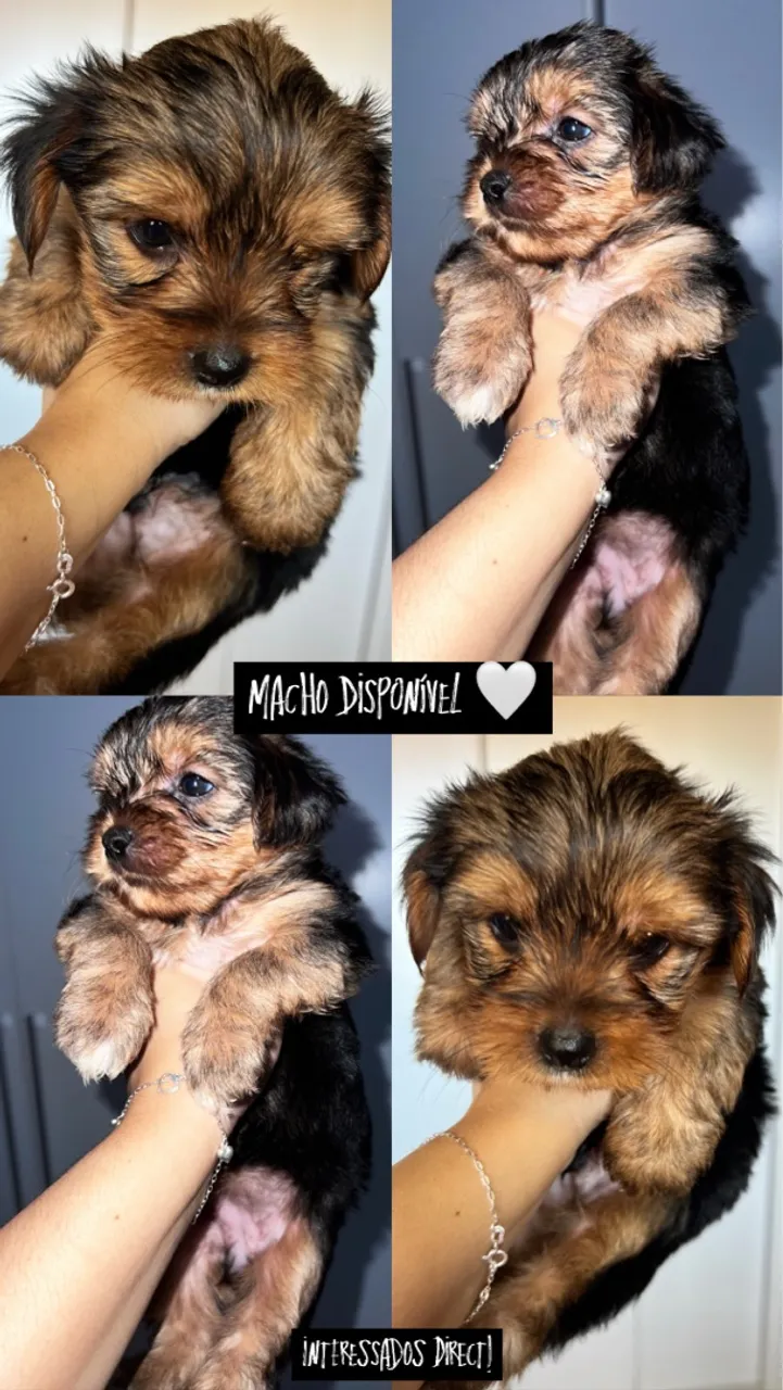 Filhotes Machos Yorkshire Terrier Disponíveis