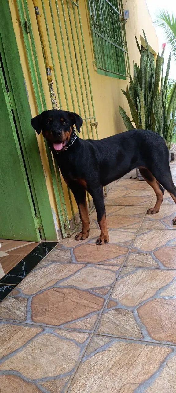 Rottweiler fêmea saudável 
