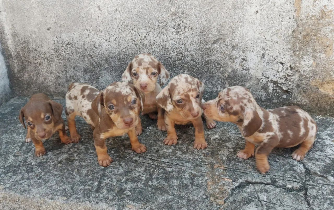 Dachshund Arlequim - Lindos e Carinhosos! - Foto 2
