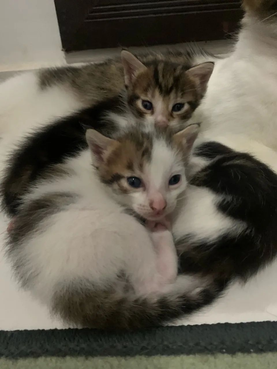 adoção responsável  - Foto 3