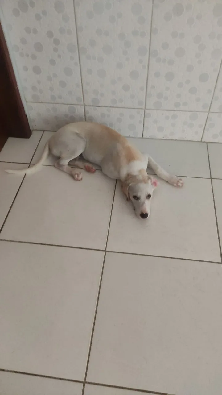Cachorro Adorável para Adoção