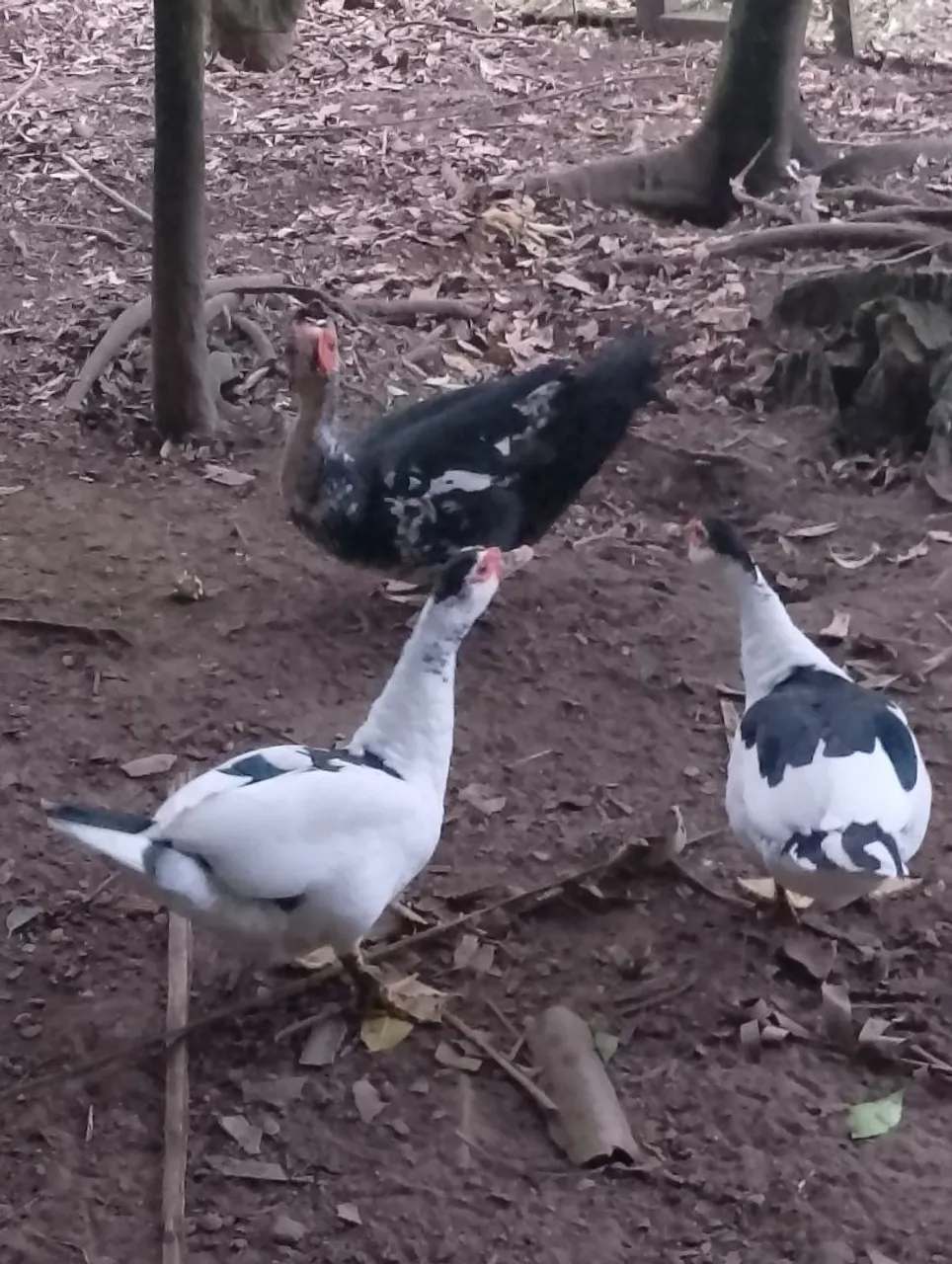 Patos