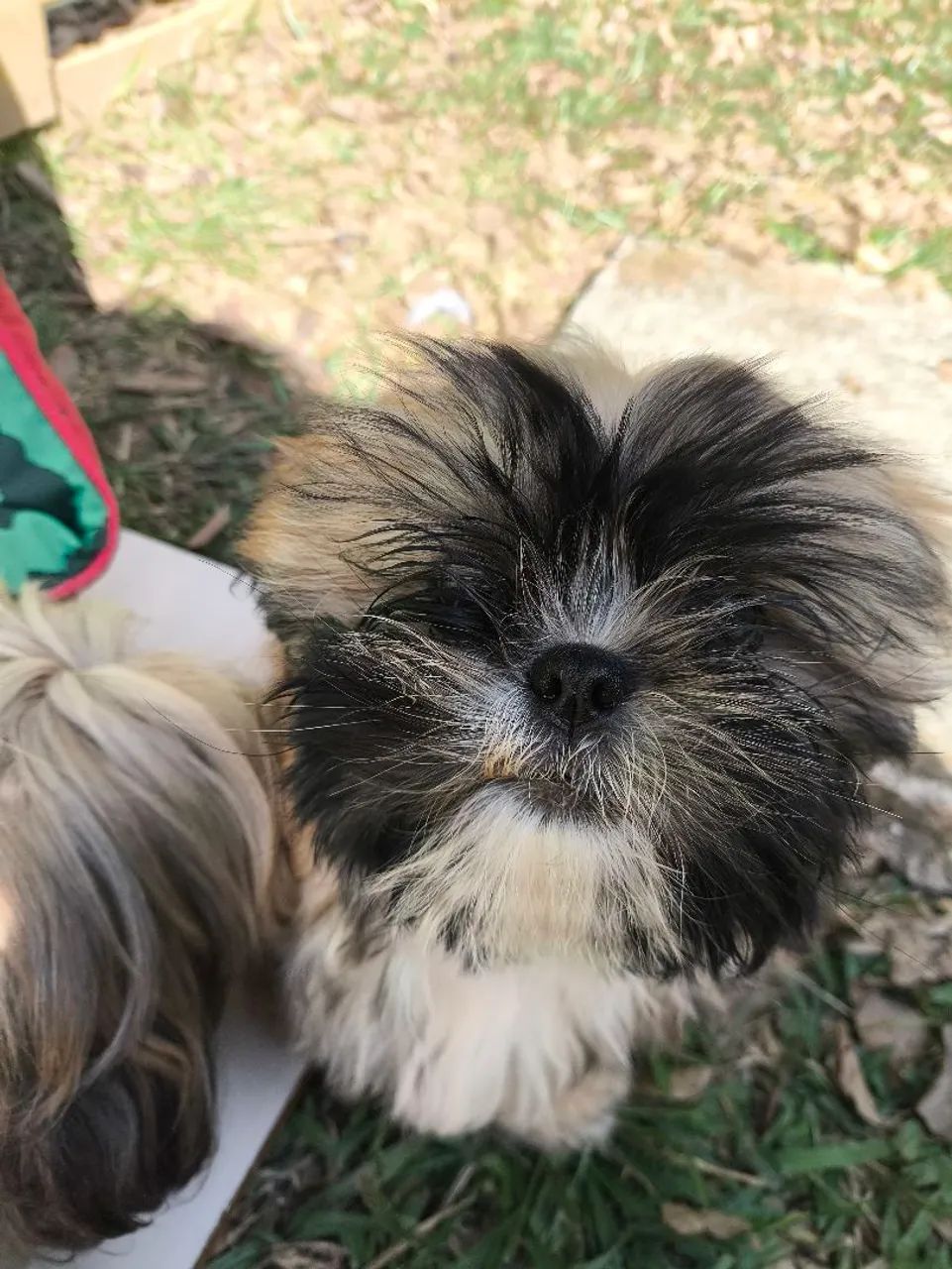 Filhote Shih Tzu Macho  - Foto 2