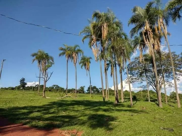 Vendo chácara de 7,5 alqueires a 17 km de Ituiutaba - Foto 5