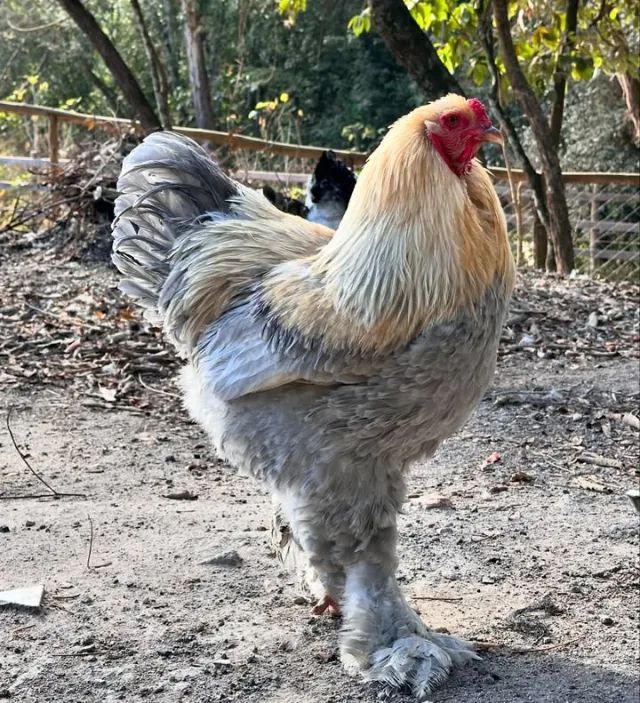 Galinhas Brahma - Foto 3