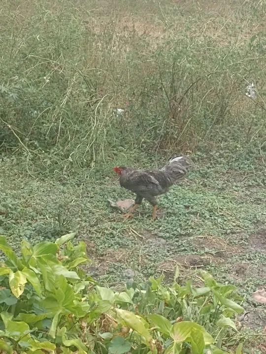 Vendo esse Galo - Foto 3