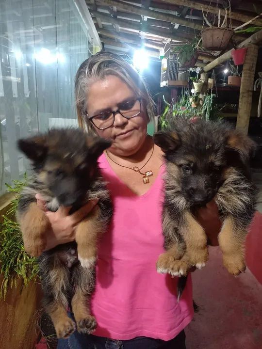 Dois filhotes de Pastor Alemão