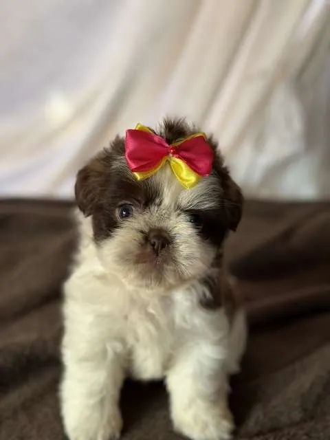 ShihTzu Fêmea chocolate  - Foto 3