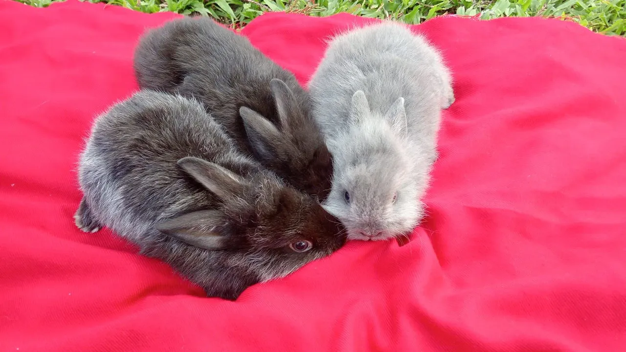 Vendo Coelhinhos fofinhos
