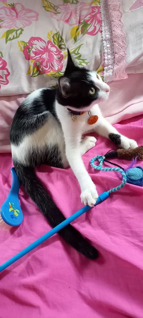 Gata frajola adoção
