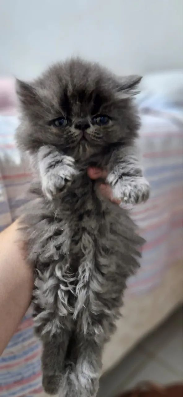 Venda de Gatos Persas - Foto 4