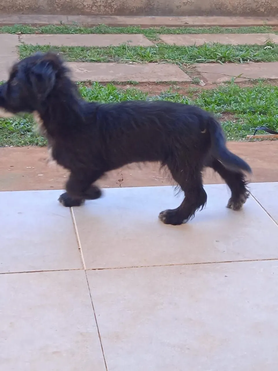Filhote de Cachorro Preto e Peludo