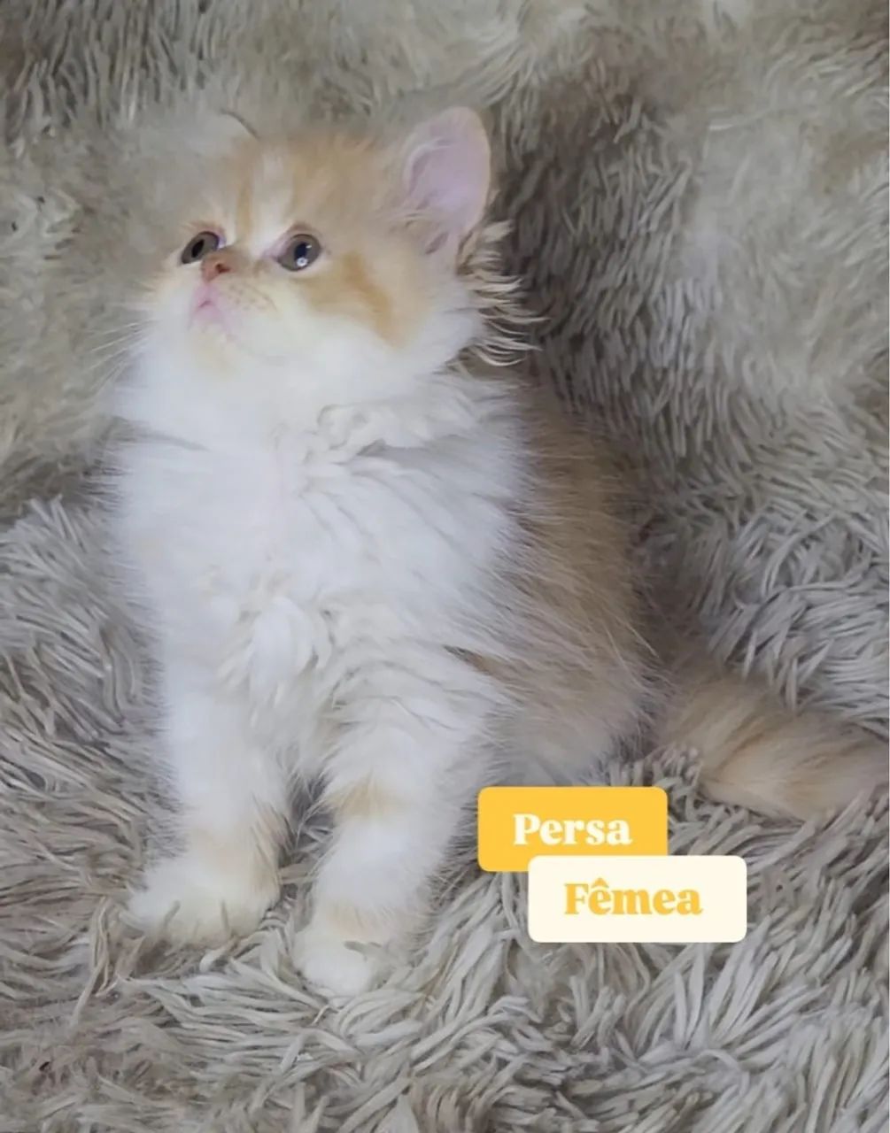 Gata persa  - Foto 4