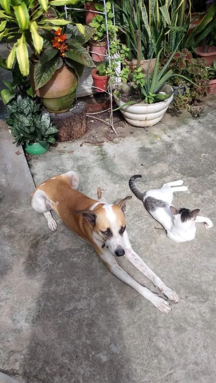 Gatos fofinhos para doar. - Foto 6