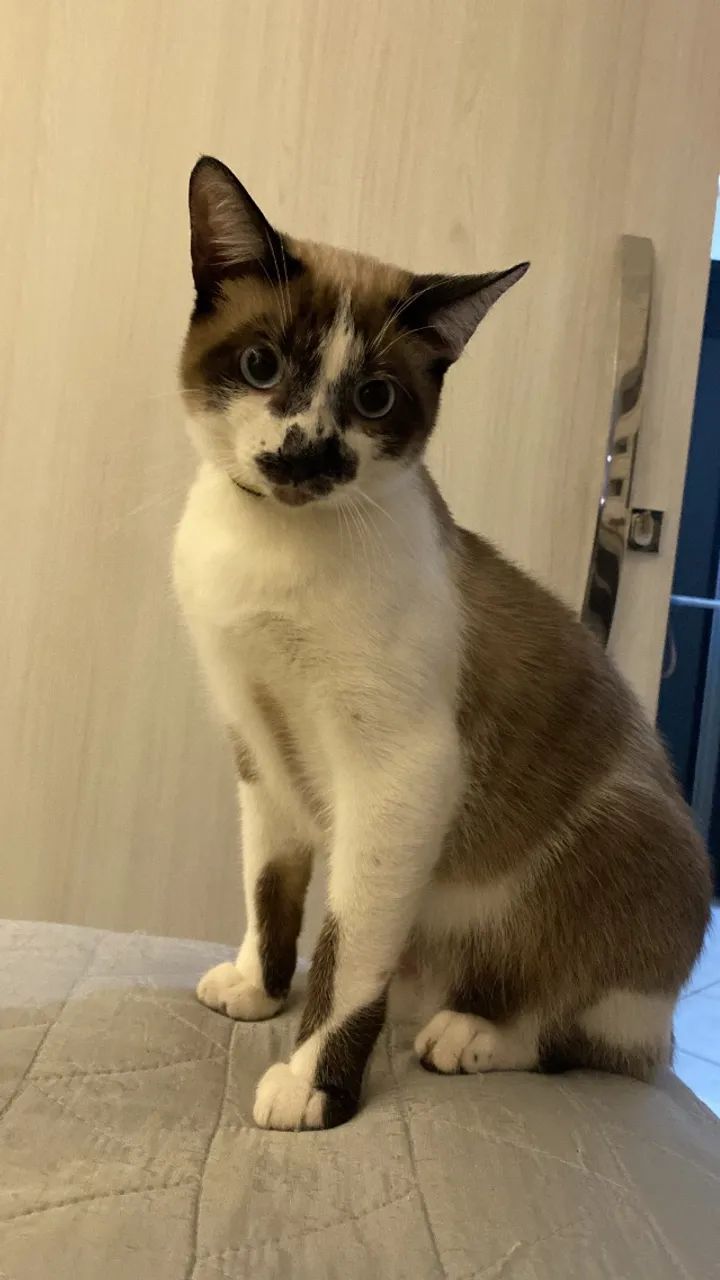 Adoção responsável 