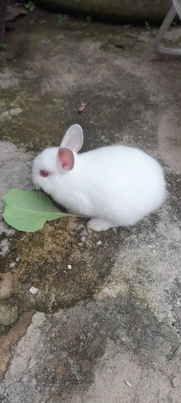 Coelho holandês branco  - Foto 6