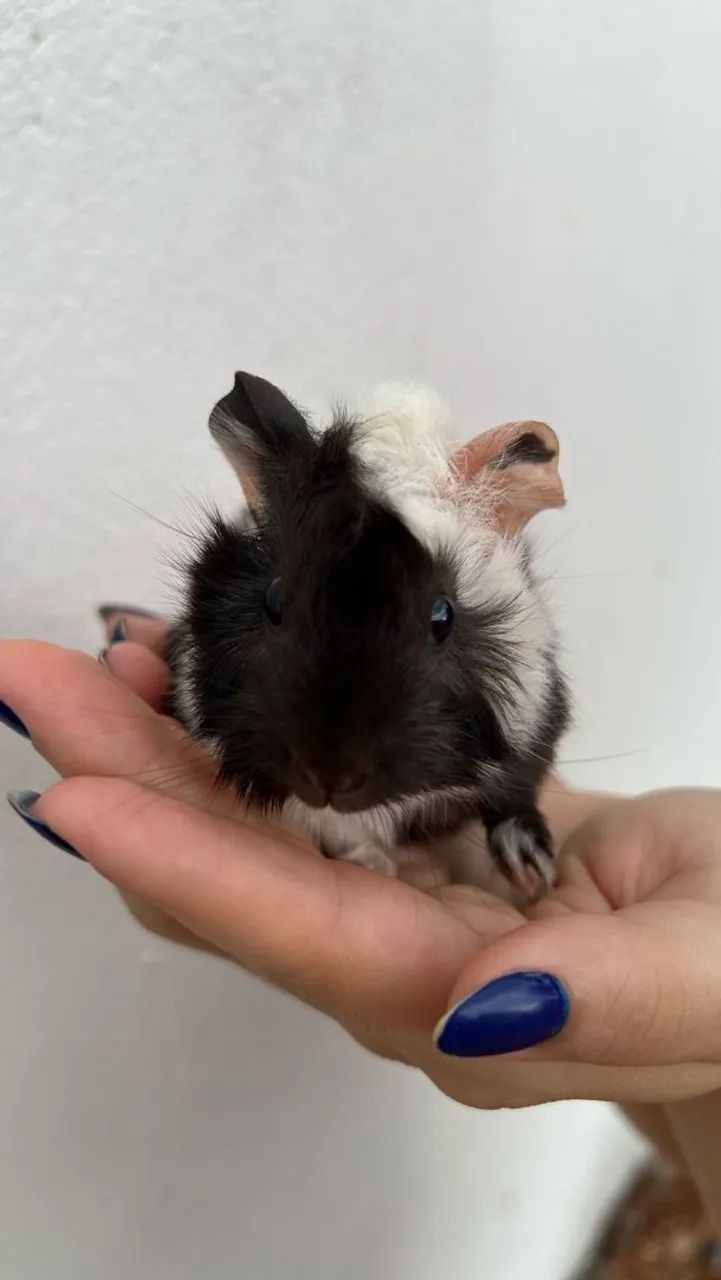 Filhotes de porquinho da india  - Foto 2