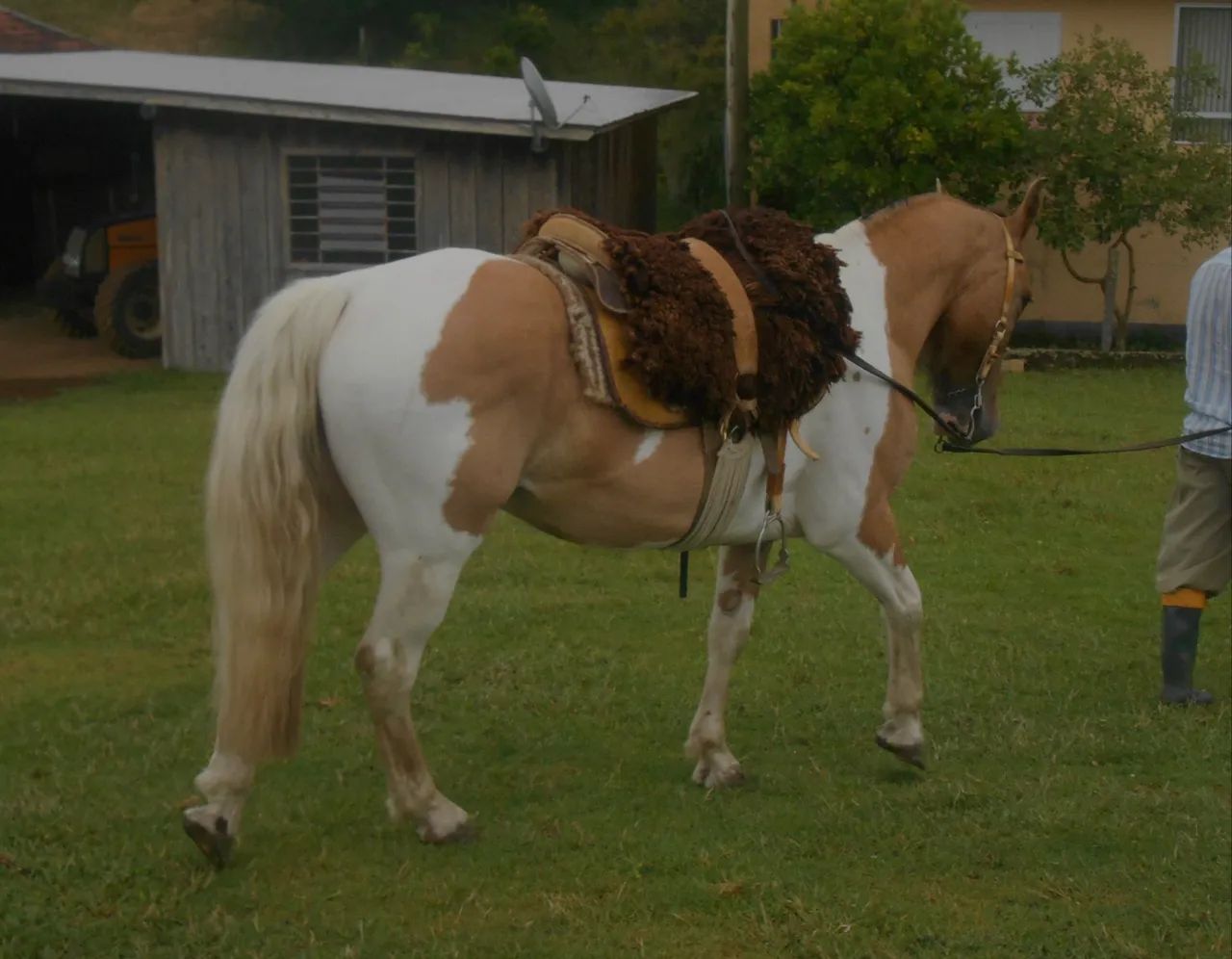 Cavalo crioulo tobiano