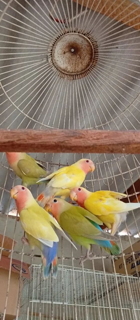 Acessório e gaiolas