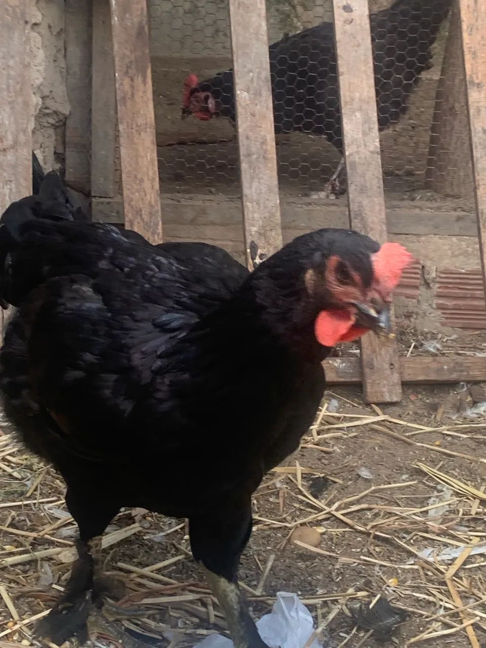 Galinhas caipira    - Foto 2