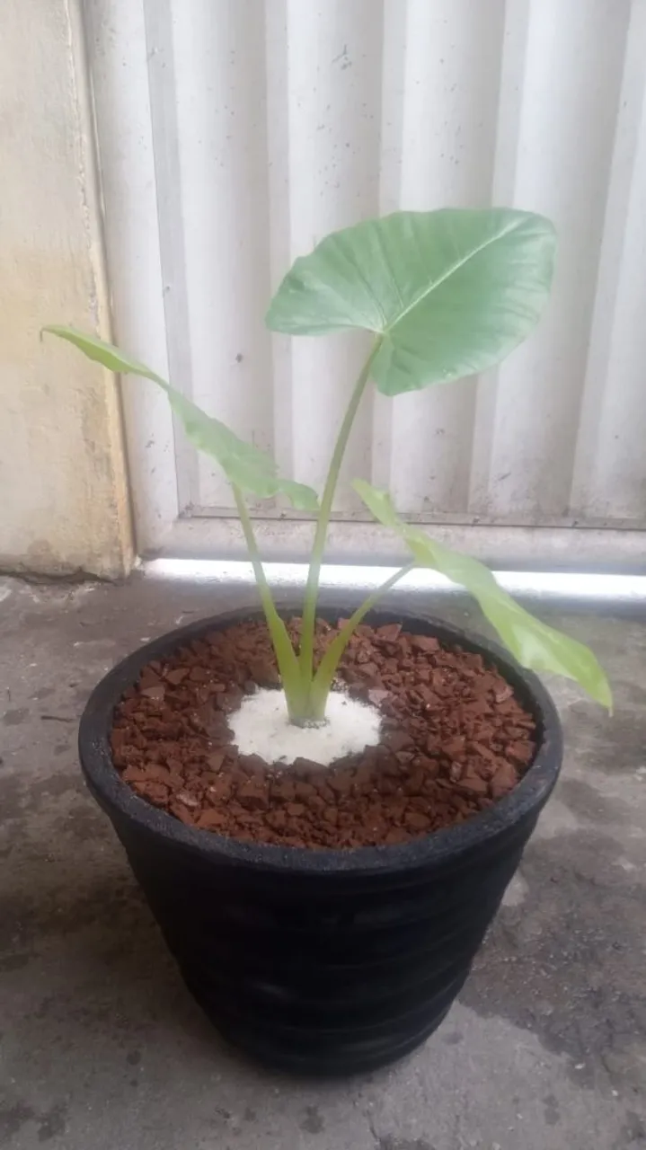 Planta ornamental em vaso