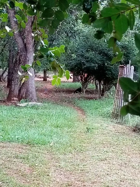 Vendo Sítio na Gameleira! - Foto 6