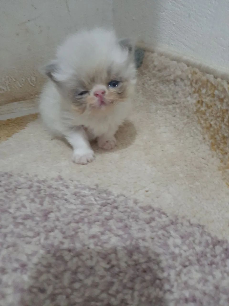 Lindos  gatos  persa  Himalaia  - Foto 3