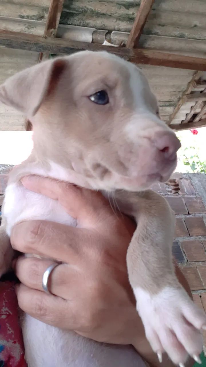 Filhote pit.bul macho 2 meses