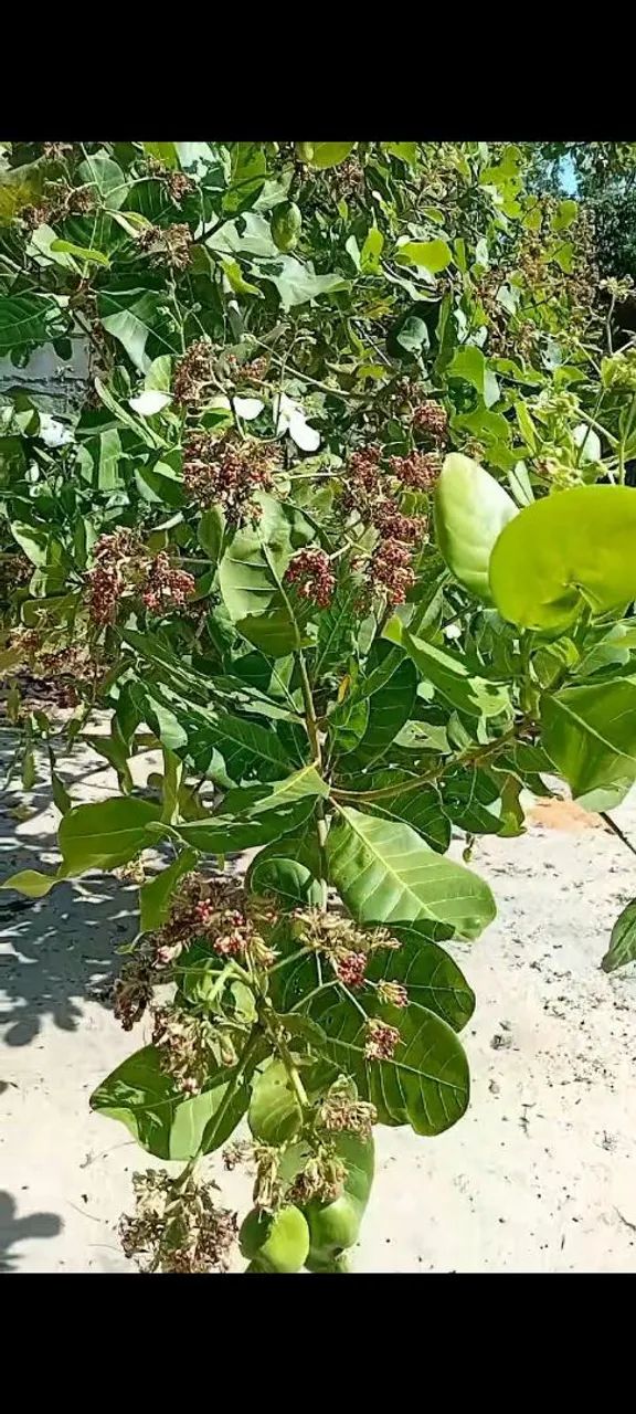 Vendo uma casa em Alter do chão 