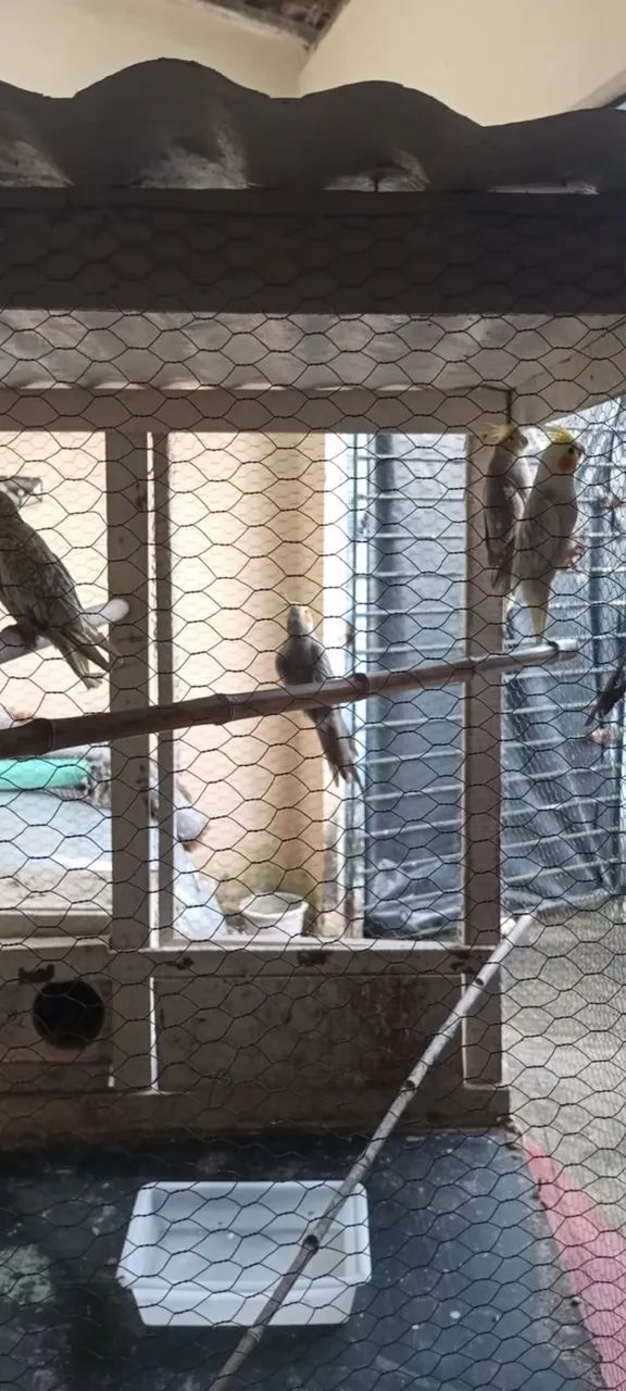 Viveiro 64309467385089123