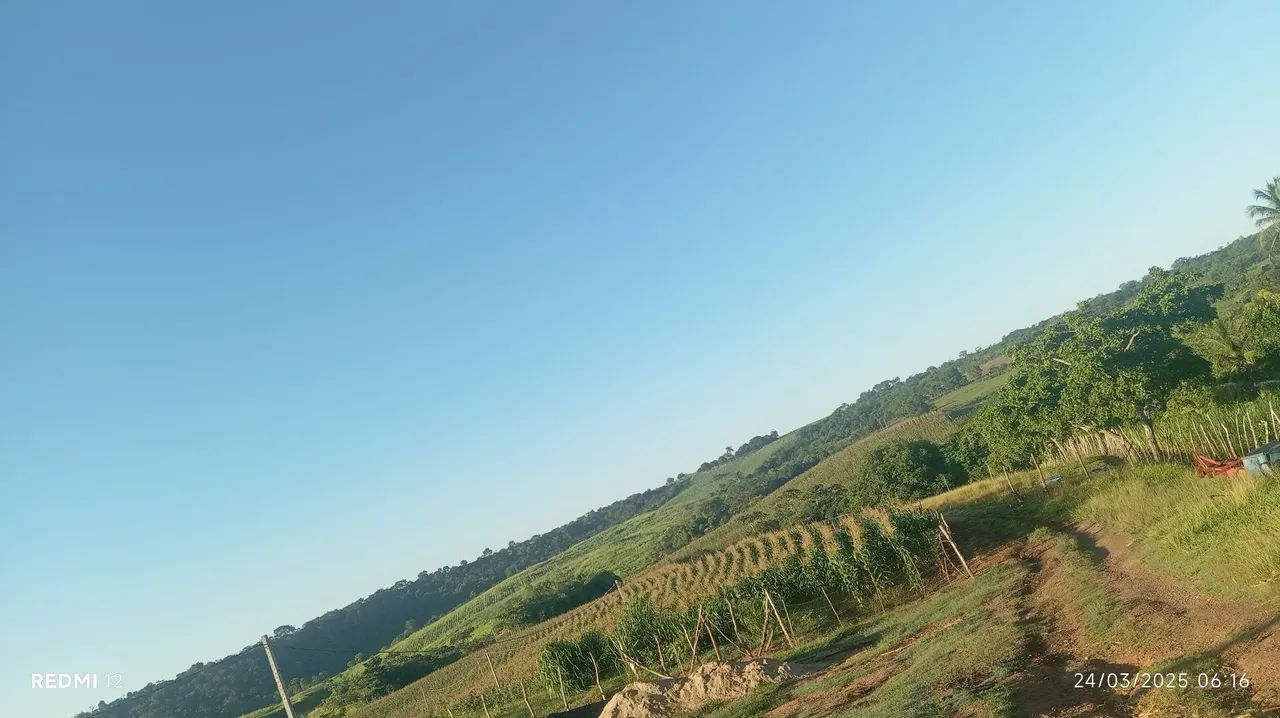 Silagem de milho e milho para venda - Foto 2