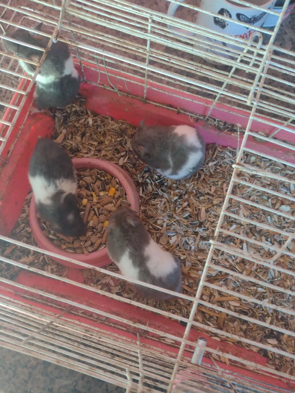 Hamsters Siberianos, lindos e saudáveis!