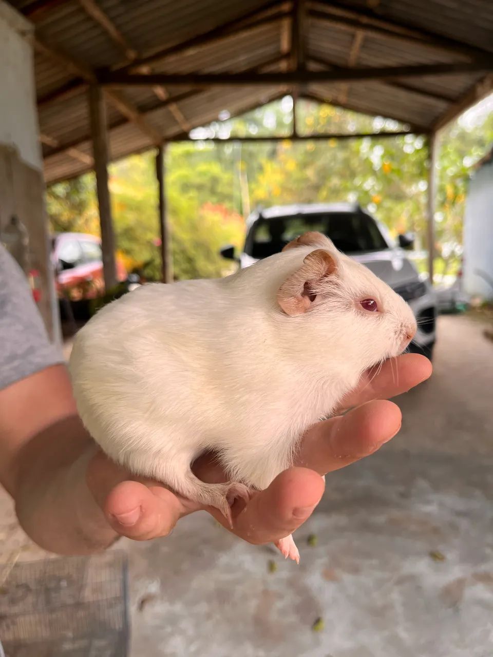 Porquinhos da índia 64606908695169124