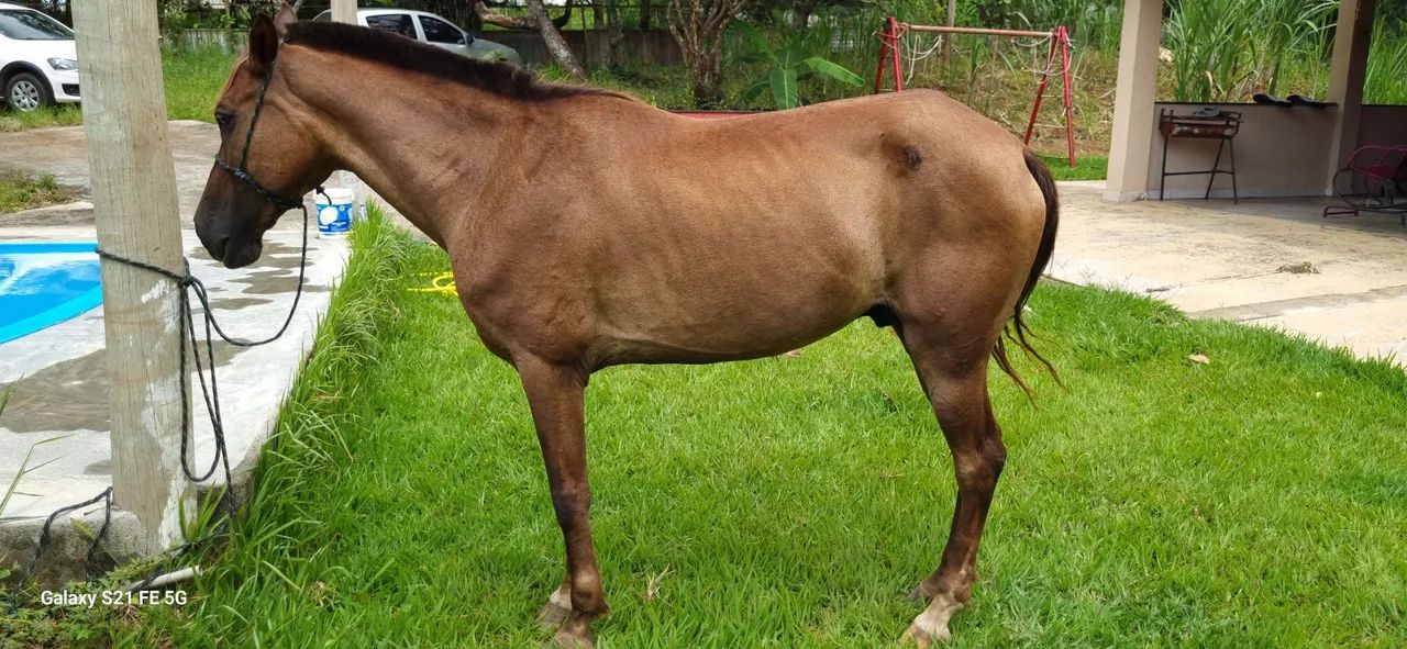 Cavalo lazao com 9 ano de idade - Foto 3