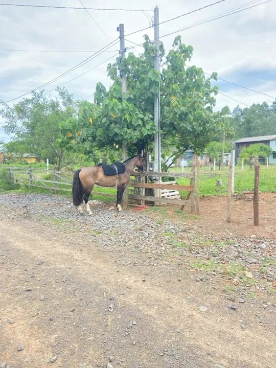Cavalo CRIOULO  - Foto 3