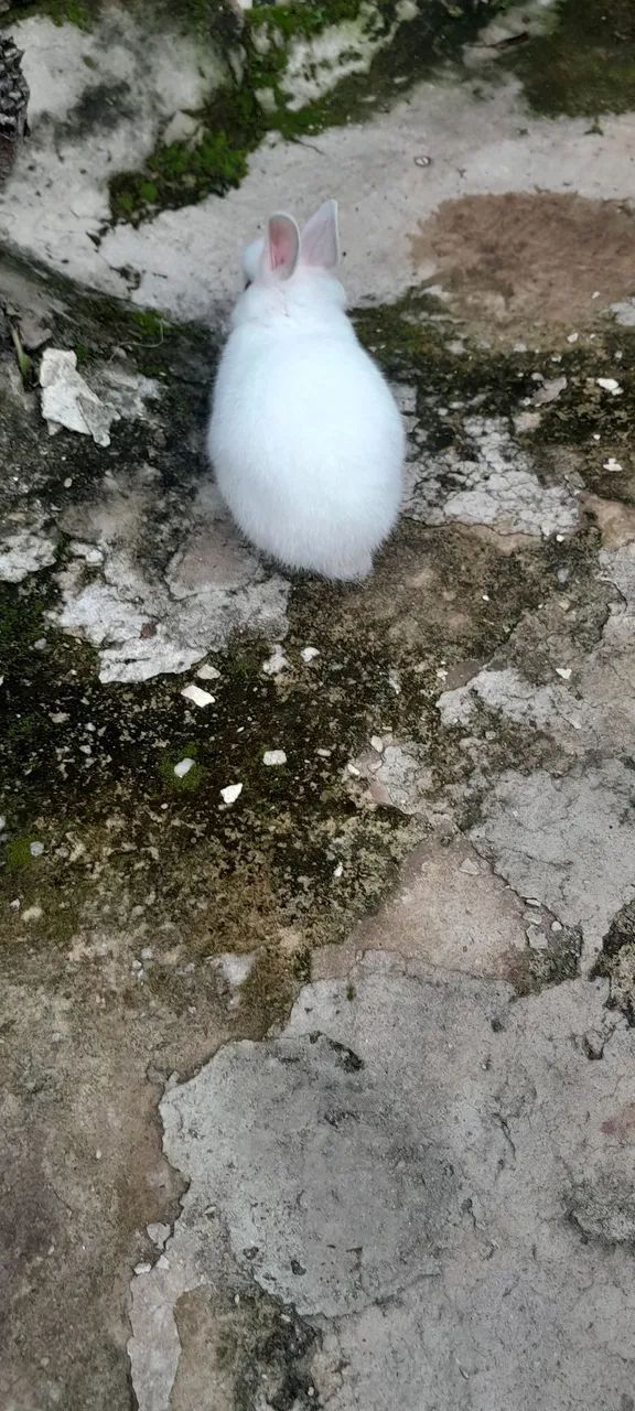 Coelho holandês branco  - Foto 2