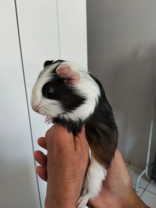 Porquinho da índia fofinho 