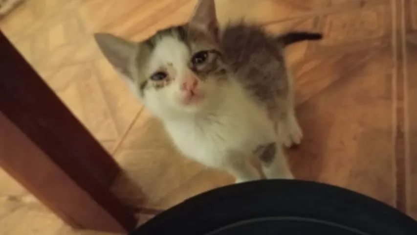 MIAUdote >> Lindos Filhotinhos de Gato para Adoção - Foto 4