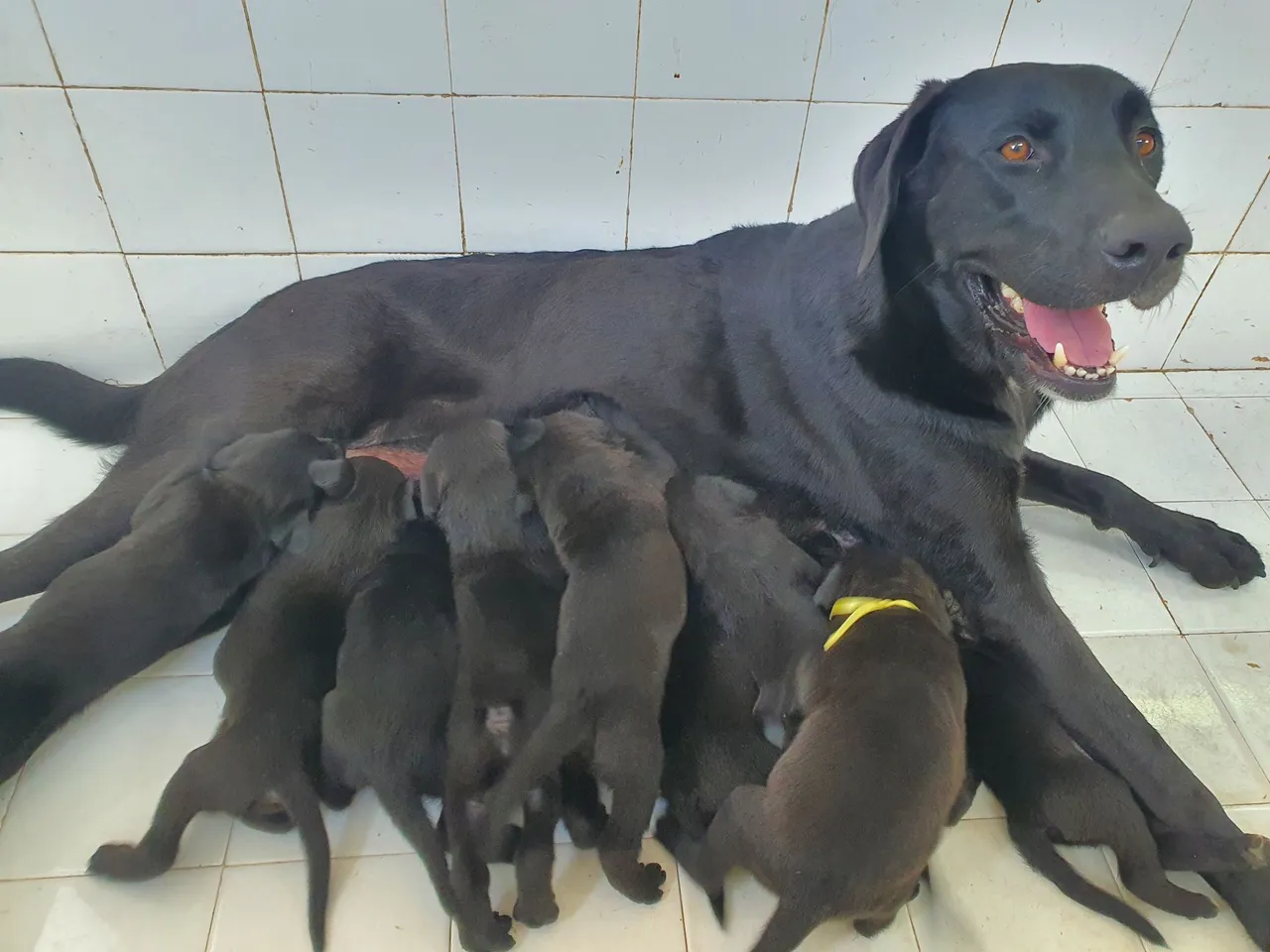 LINDOS FILHOTES LABRADOR COM ROTTWEILER
